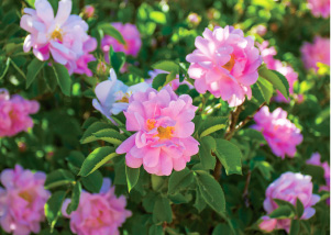 ダマスクローズ