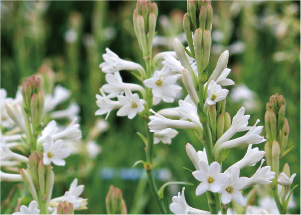 チューベローズ