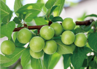 ウメ果実エキス