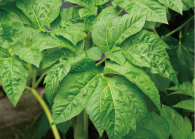 アシタバ葉／茎エキス